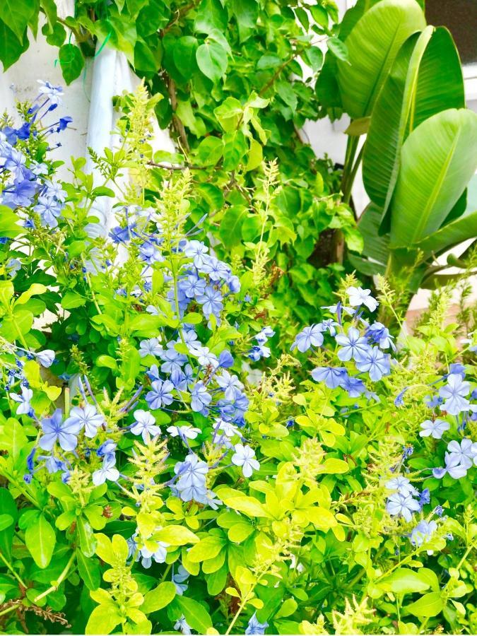 Les Lilas 로퀴에브륀캡마르탱 외부 사진